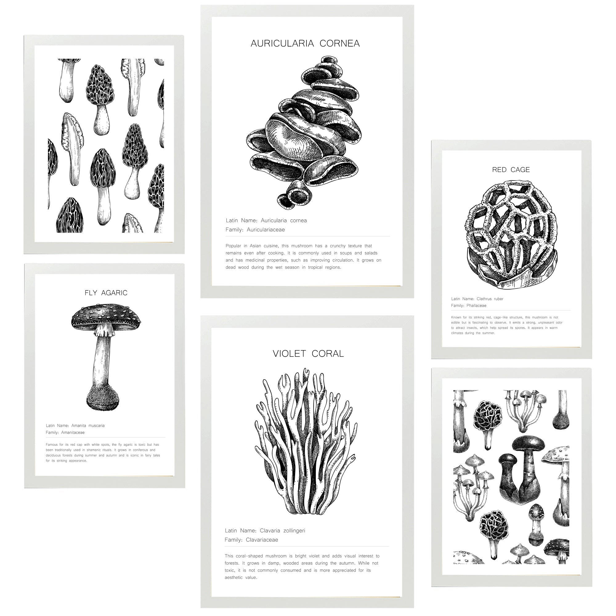 POSTER Set Mit 6 Schwarz Weiße Pilzkomposition A3 & A4 Weißer Rahmen - Weiß, Papier (29/3cm) - Nacnic
