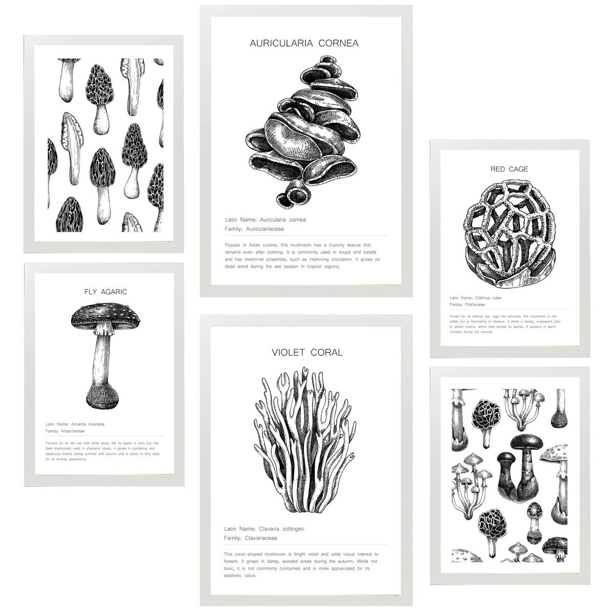 POSTER Set Mit 6 Schwarz Weiße Pilzkomposition A3 & A4 Weißer Rahmen - Weiß, Papier (29/3cm) - Nacnic