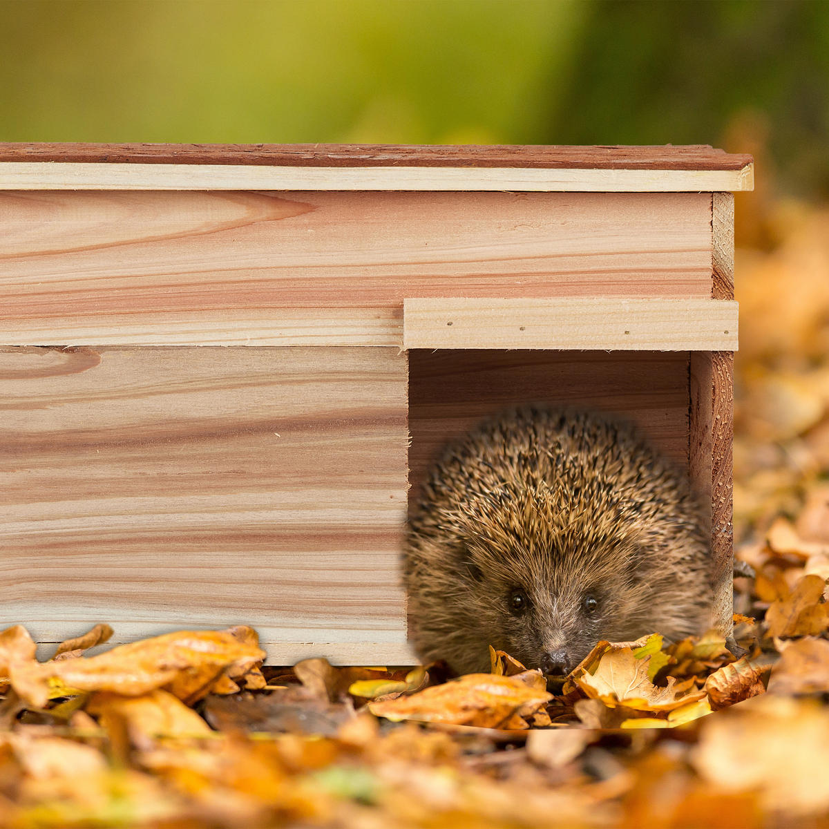 IGELHAUS - Hellbraun, Holz (40/21/30cm) - Relaxdays