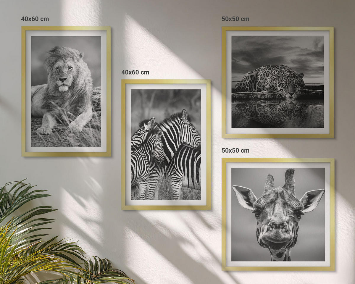 BILDER SET 4er Set - 50x50 cm & 40x60 cm Goldrahmen - Wildtiere Löwe Jaguar Giraffe Zebras - Goldfarben, Kunststoff (50/50cm) - TULUP