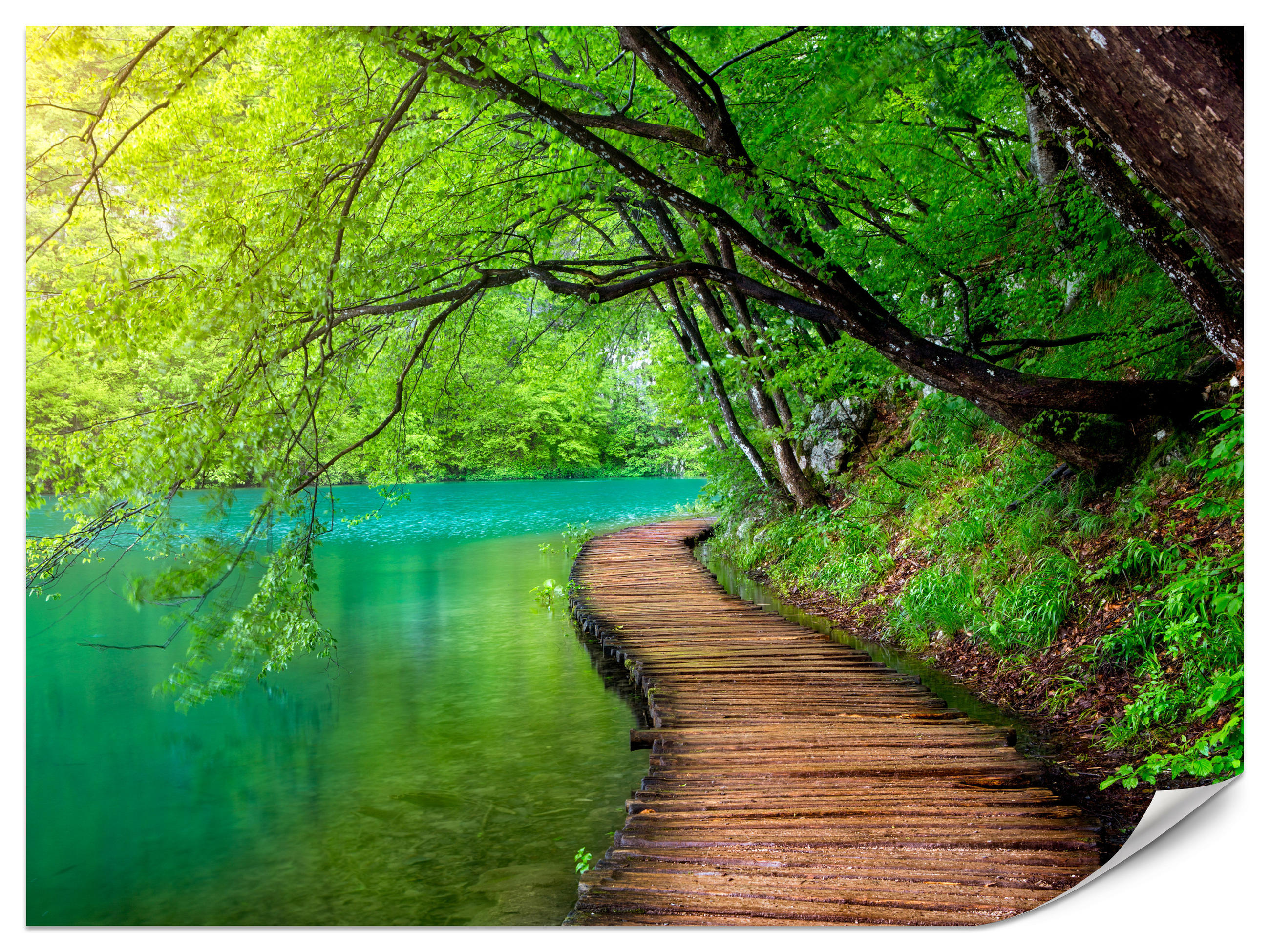 FOTOTAPETE für Wohnzimmer Holzsteg See Bäume Pflanzen Natur 350x256 - Türkis/Braun, Papier (350/256cm) - Muralo