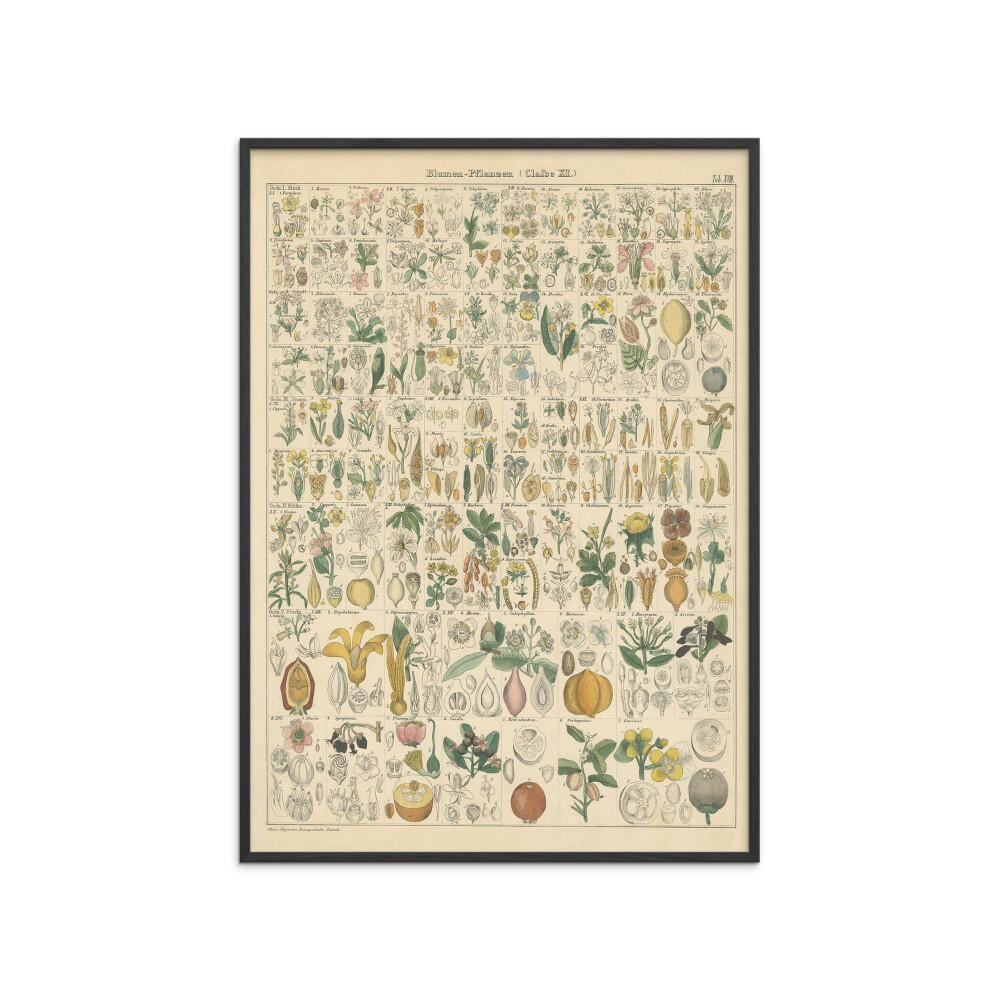 POSTER mit Rahmen Wild Apple - Flora Chart I - Schwarz/Grün, Holz/Papier (50/70cm) - Poster&Frame