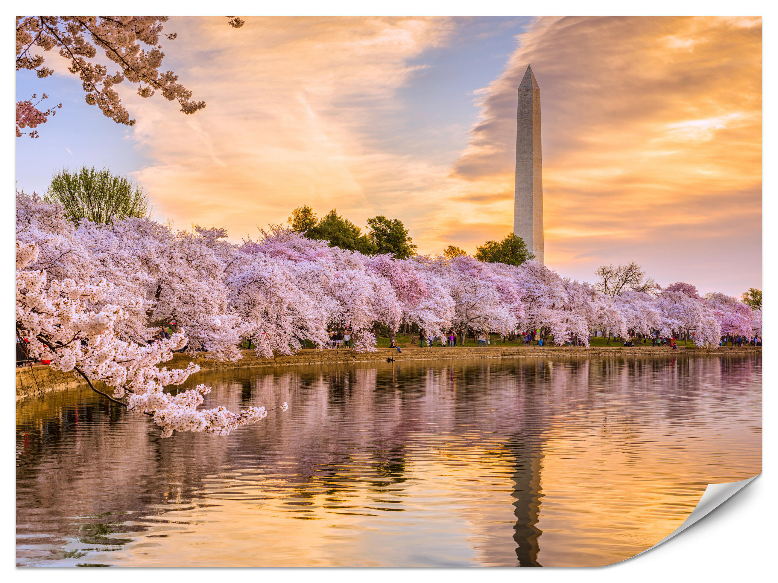 FOTOTAPETE Blühende Kirschbäume Fluss Natur Frühling Sonnenuntergang 400x280 - Blau/Gelb, Papier (400/280cm) - Muralo