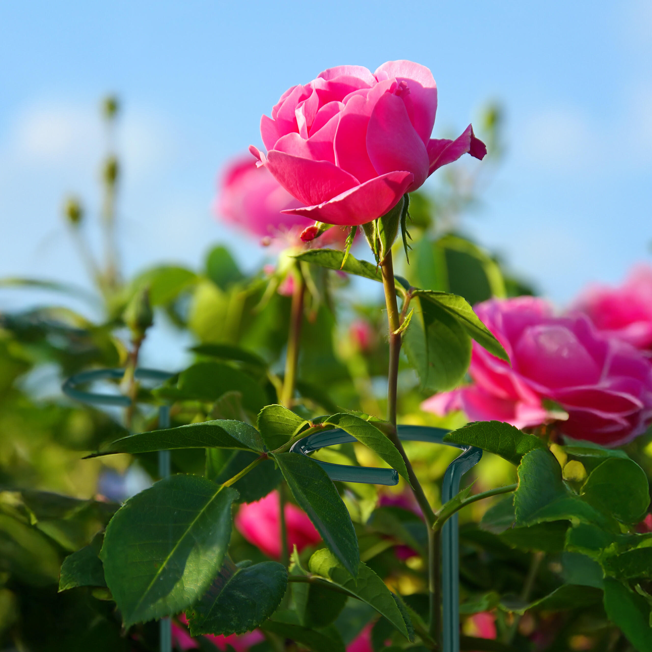 10XPFLANZSTÄBE - Dunkelgrün, Metall (6/60/6cm) - Relaxdays