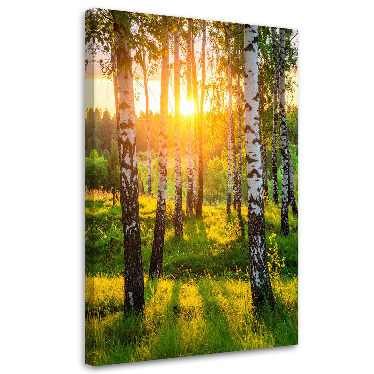 LEINWANDBILD Birken Bäume Sonnenuntergang 70x100cm - Grün, Textil (70/100cm) - Feeby