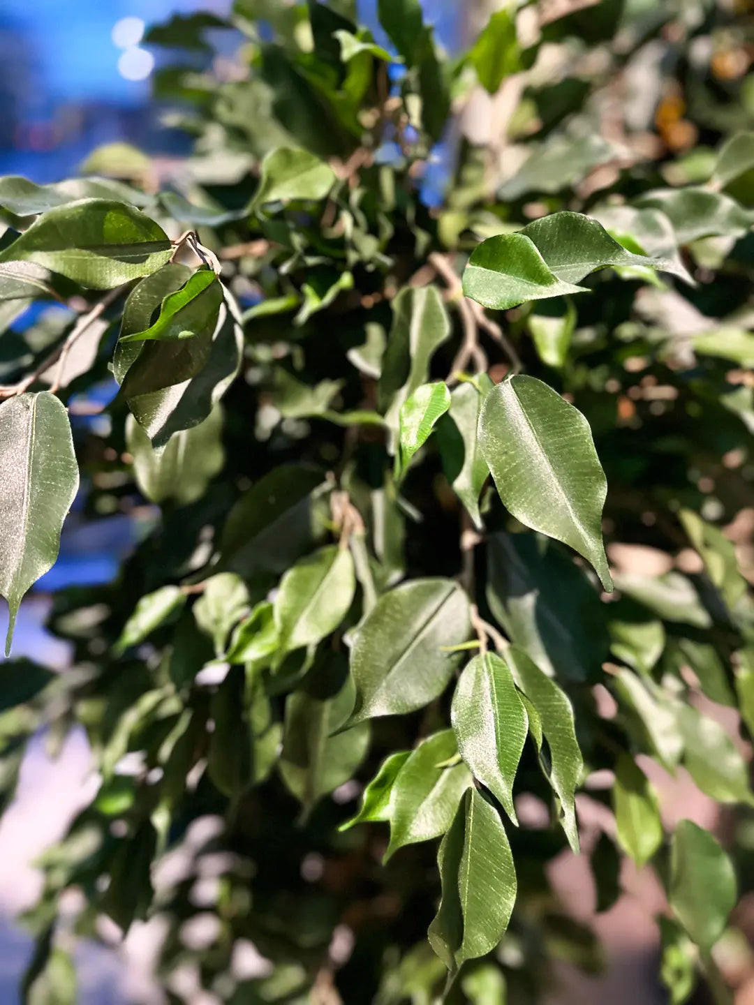 FICUS Künstlicher Ficus - Joshua 180 cm - Grün, Kunststoff (180cm) - aplanta