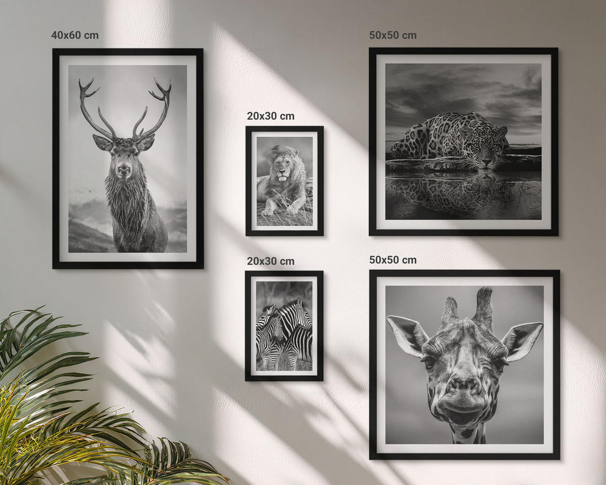 BILDER SET 5er Set - 50x50 cm & 20x30 cm & 40x60 cm Schwarzer Rahmen - Wildtiere Löwe Jaguar Giraffe Zebras - Schwarz, Kunststoff (40/60cm) - TULUP