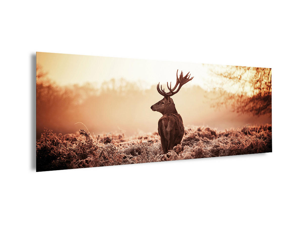 GLASBILD 80x30 cm Hirsch Natur - Gelb, Glas (80/30cm) - artissimo