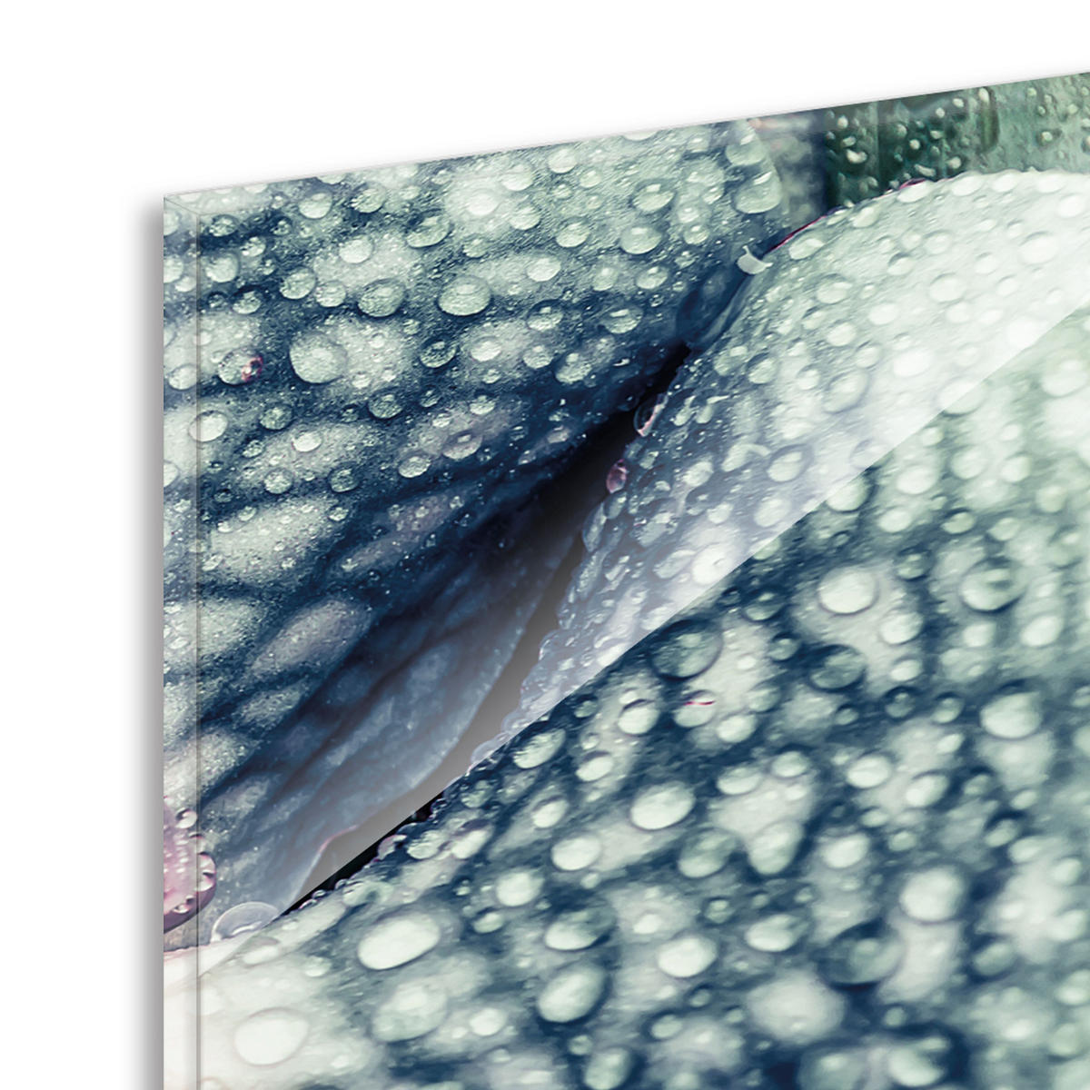 BILDER-SET aus Glas je 50x50 cm Orchidee grün weiß rosa - Grün, Glas (150/50cm) - artissimo