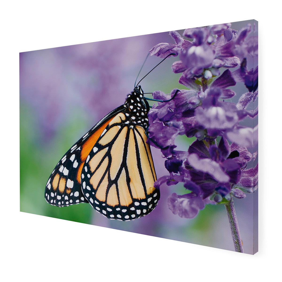 LEINWANDBILD Schmetterling 50x70cm - Multicolor, Kunststoff (70/1cm) - Art for the Home