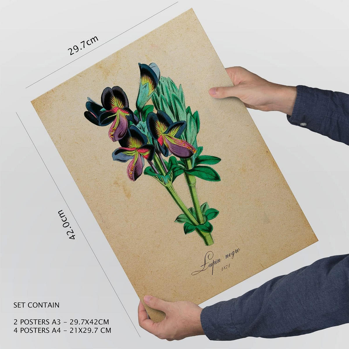 POSTER Set Mit 6 Vintage-Blumen Größe A3 und A4 Rahmenlos - Klar, Papier (29.7/1/42cm) - Nacnic