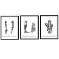 POSTER Set Mit 3 Anatomie Arm, Bein, Rücken A4 Rahmenlos - Klar, Papier (29.7/5/21cm) - Nacnic