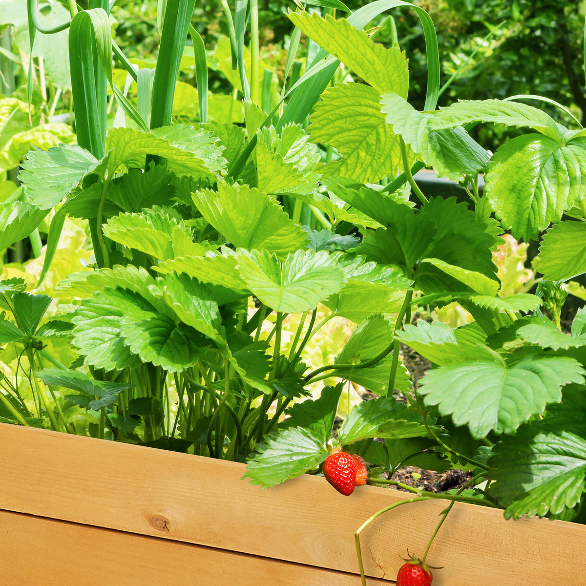 HOCHBEET - Multicolor, Holz/Textil (78/48/51cm) - Relaxdays