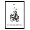 POSTER Vintage Stil Wanddekoration Abbildung Von Halbiertes Herz, Muskeln Und Knochen A4 Rahmenlos - Klar, Papier (29.7/5/21cm) - Nacnic