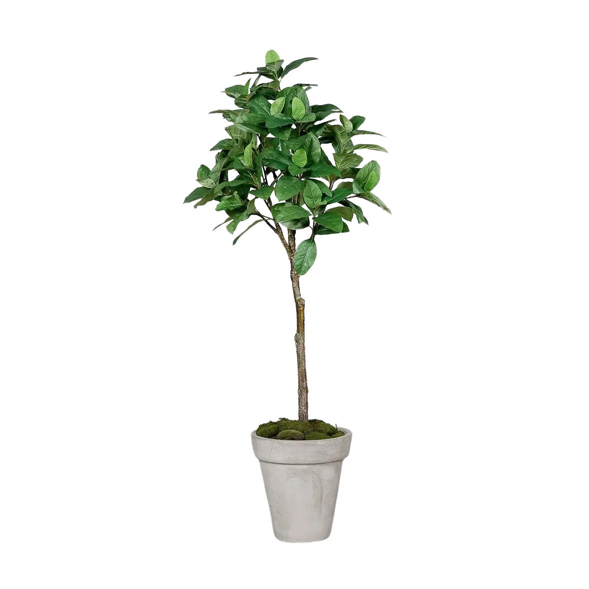 KUNSTBAUM Künstlicher Kaffeebaum - Albus 150 cm - Grün, Kunststoff (150cm) - aplanta