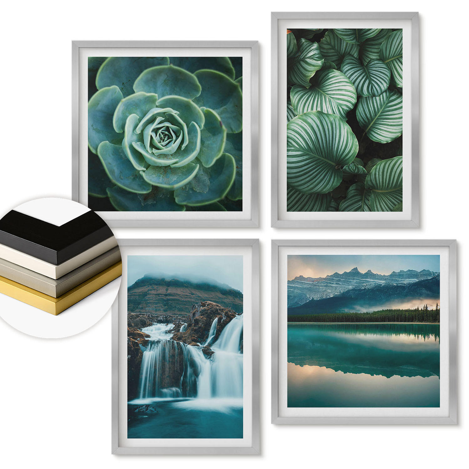 WANDBILDER 4er Set - 50x50 cm & 40x60 cm Silberner Rahmen - Nahaufnahmen von Blättern sukkulenter Pflanzen - Silberfarben, Kunststoff (50/50cm) - ArtPrintCave