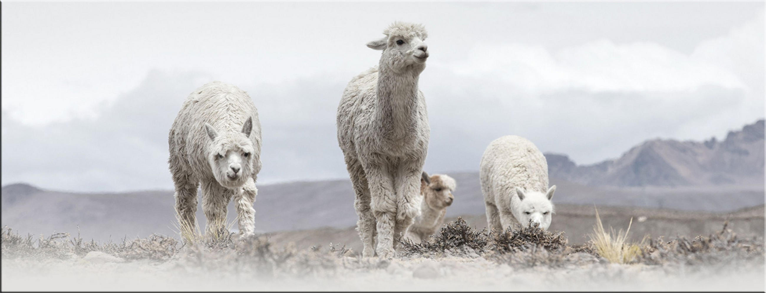 GLASBILD 80x30 cm Alpakas beige - Beige, Glas (80/30cm) - artissimo