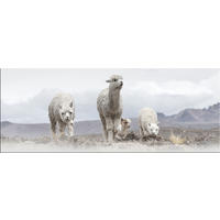 GLASBILD 80x30 cm Alpakas beige - Beige, Glas (80/30cm) - artissimo