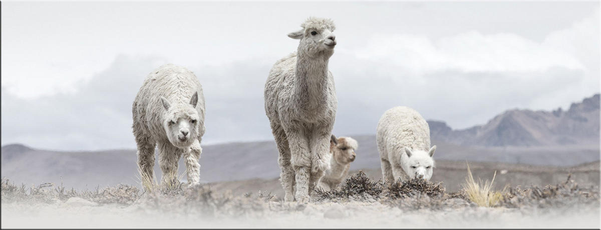 GLASBILD 80x30 cm Alpakas beige - Beige, Glas (80/30cm) - artissimo