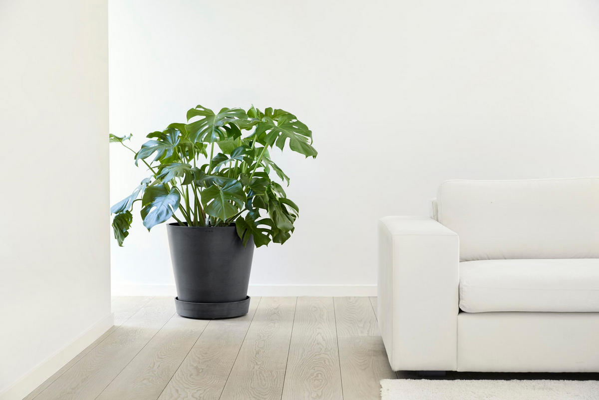 BLUMENTOPFUNTERSETZER mit Rädern 41,6/41,6/9 cm Dunkelgrau - Dunkelgrau, Kunststoff (41.6/9cm) - Ecopots