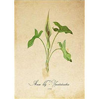 POSTER Arumlilie 2. A4 Schwarzer Rahmen - Schwarz, Papier (29.7/5/21cm) - Nacnic