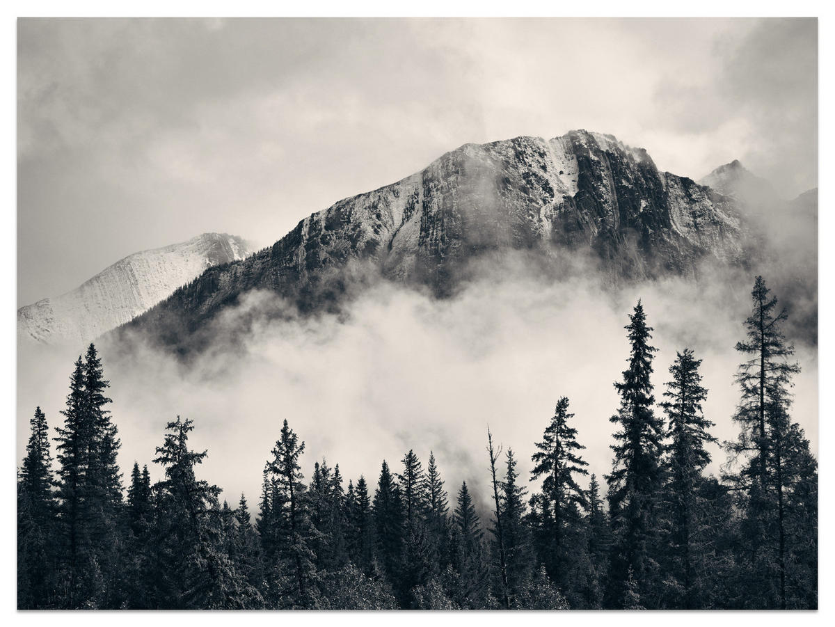 FOTOTAPETE für Wohnzimmer Nadelwald im Nebel im Hintergrund Berge 200x140 - Beige/Schwarz, Papier (200/140cm) - Muralo