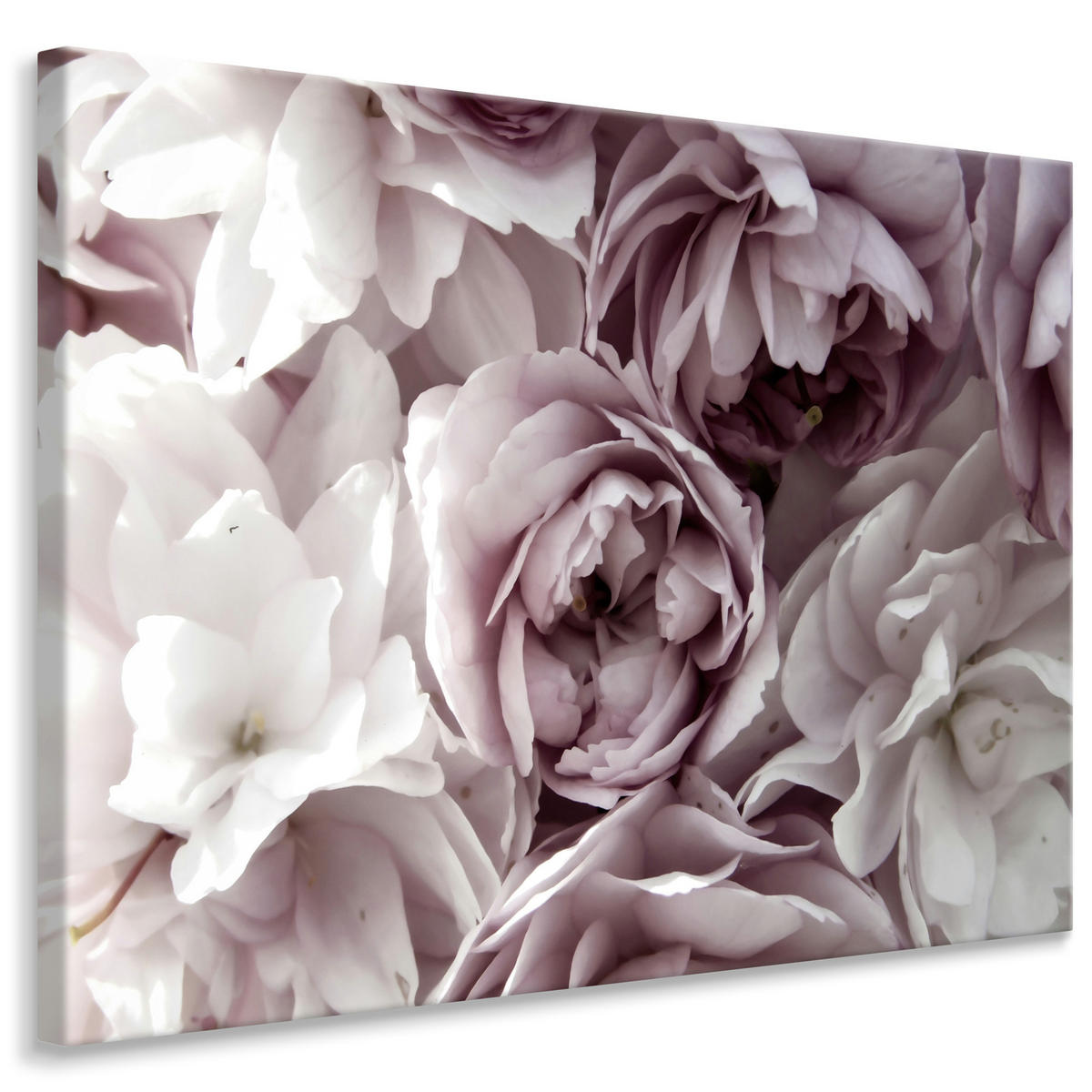 LEINWANDBILD Blumen Pflanzen Natur 3D Effekt 40/30 cm - Rosa/Weiß, Textil (40/30cm) - Muralo