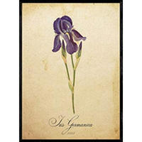 POSTER Iris Germanica. A4 Schwarzer Rahmen - Schwarz, Papier (29.7/5/21cm) - Nacnic