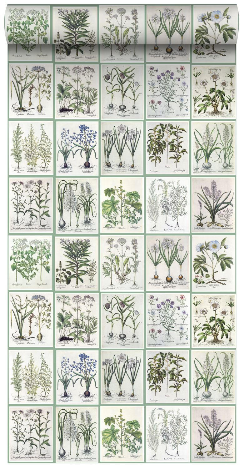 XXL-VLIESTAPETE Seiten aus botanischen Büchern 50 x 900 cm - Grün, Papier (50/900cm) - ESTAhome