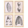 POSTER Set mit 4 Anatomie von Knochen, Rippen und Kopf A4 Rahmen aus hellem Holz - Beige, Papier (29.7/3cm) - Nacnic