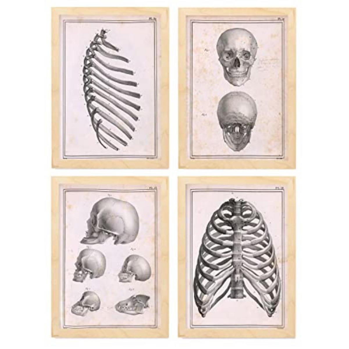 POSTER Set mit 4 Anatomie von Knochen, Rippen und Kopf A3 Rahmen aus hellem Holz - Beige, Papier (29.7/3cm) - Nacnic