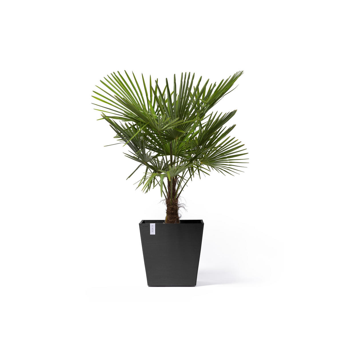 BLUMENTOPF Rotterdam Wheels 50,2/50,2/49,5 cm Dunkelgrau - Dunkelgrau, Kunststoff (50.2/49.5cm) - Ecopots