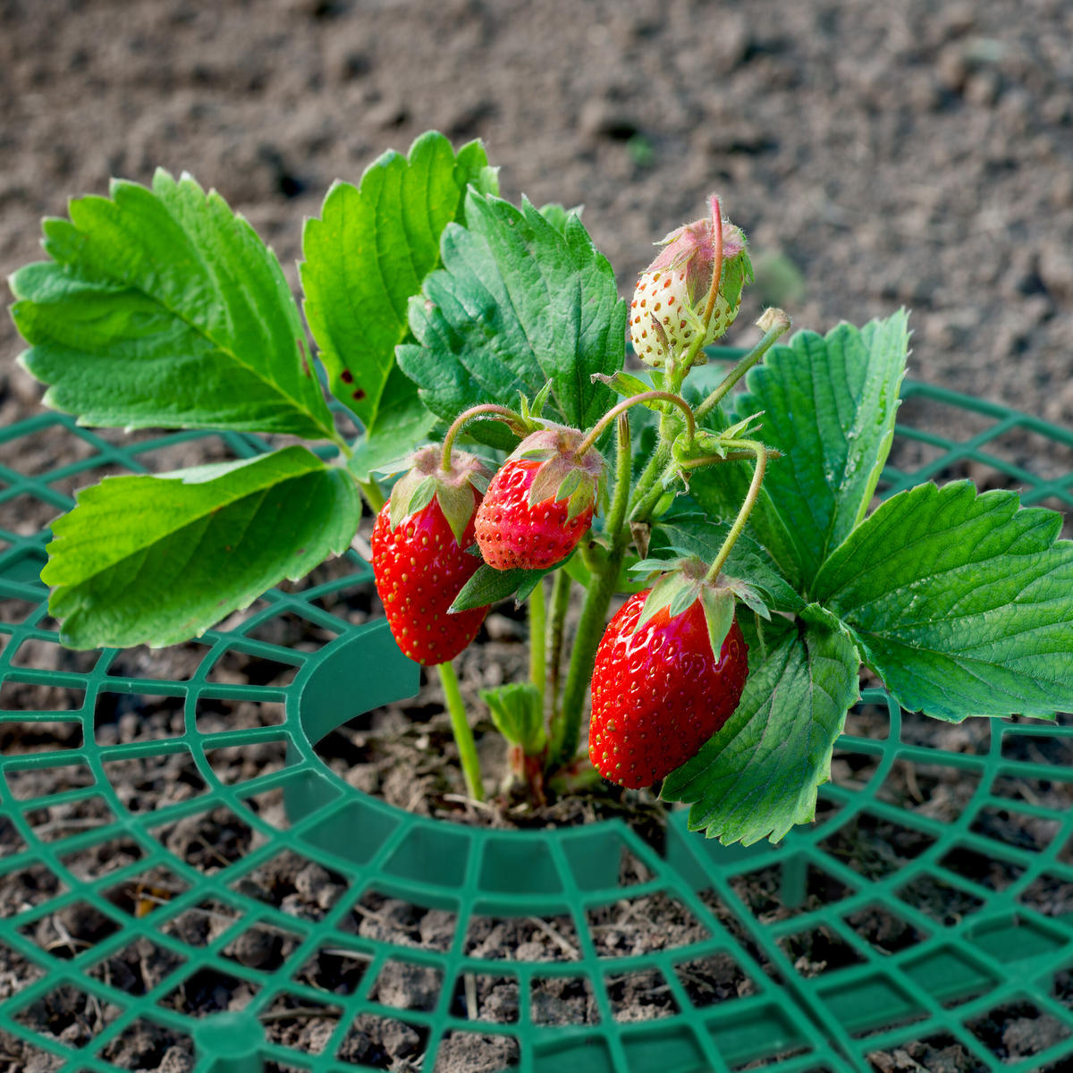 10XERDBEERREIFER - Dunkelgrün, Kunststoff (30/10/30cm) - Relaxdays