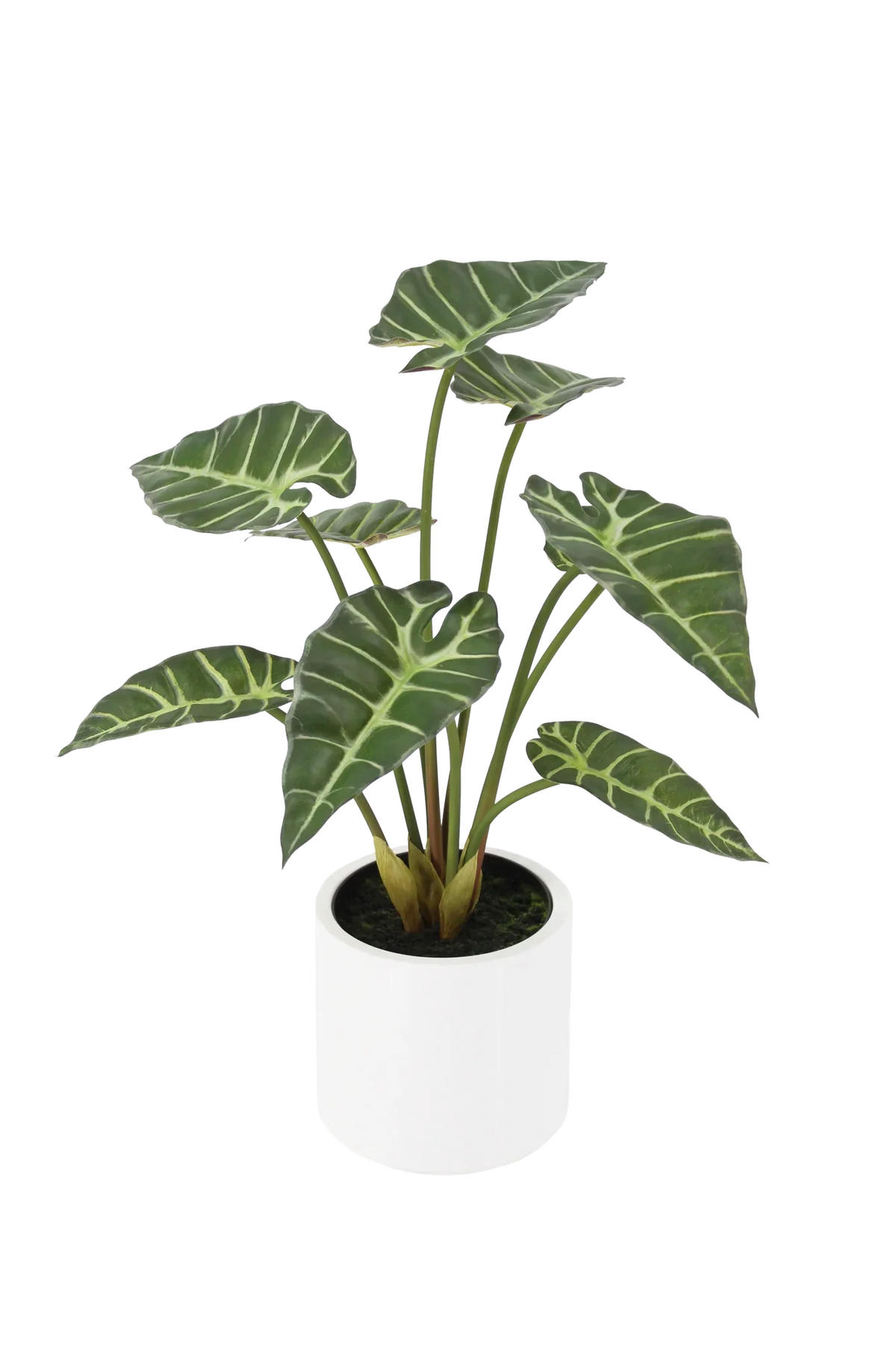 KUNSTPFLANZE Künstliche Alocasia - Svannah 59 cm - Grün, Kunststoff (58cm) - aplanta