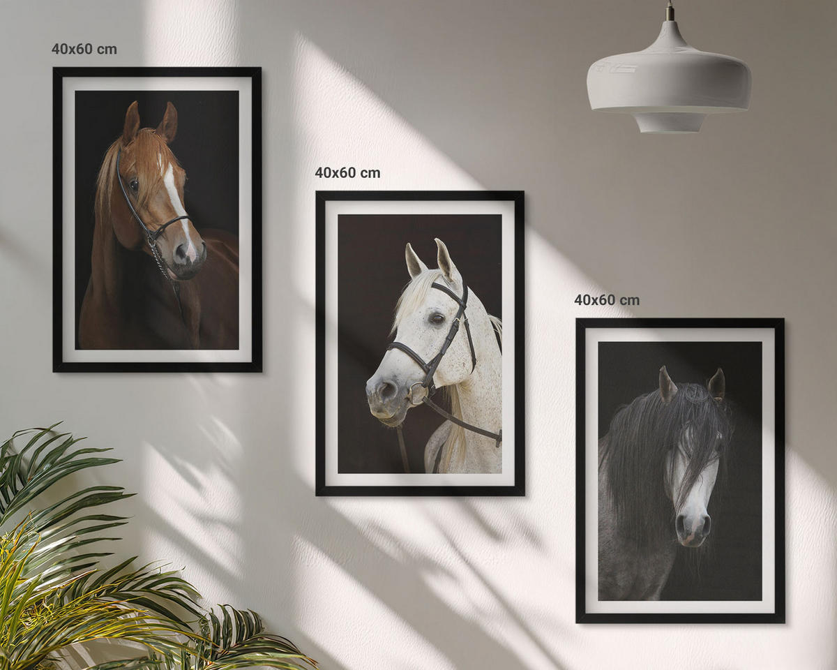BILDER SET 3er Set - 40x60 cm Schwarzer Rahmen - Porträts von Pferden in verschiedenen Fellfarben - Schwarz, Kunststoff (40/60cm) - TULUP