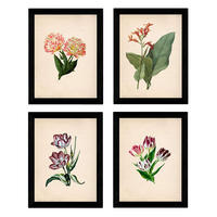 POSTER Set mit 4 botanischen Papier Tulpen Regenbogen A3 Rahmenlos - Klar, Papier (29.7/3cm) - Nacnic