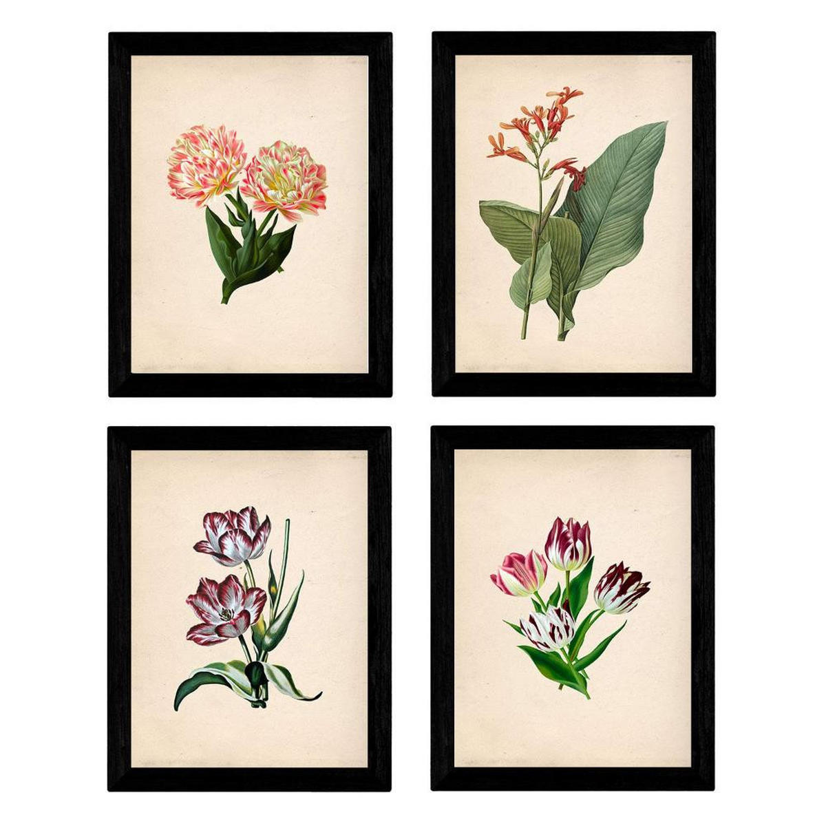 POSTER Set mit 4 botanischen Papier Tulpen Regenbogen A3 Rahmenlos - Klar, Papier (29.7/3cm) - Nacnic