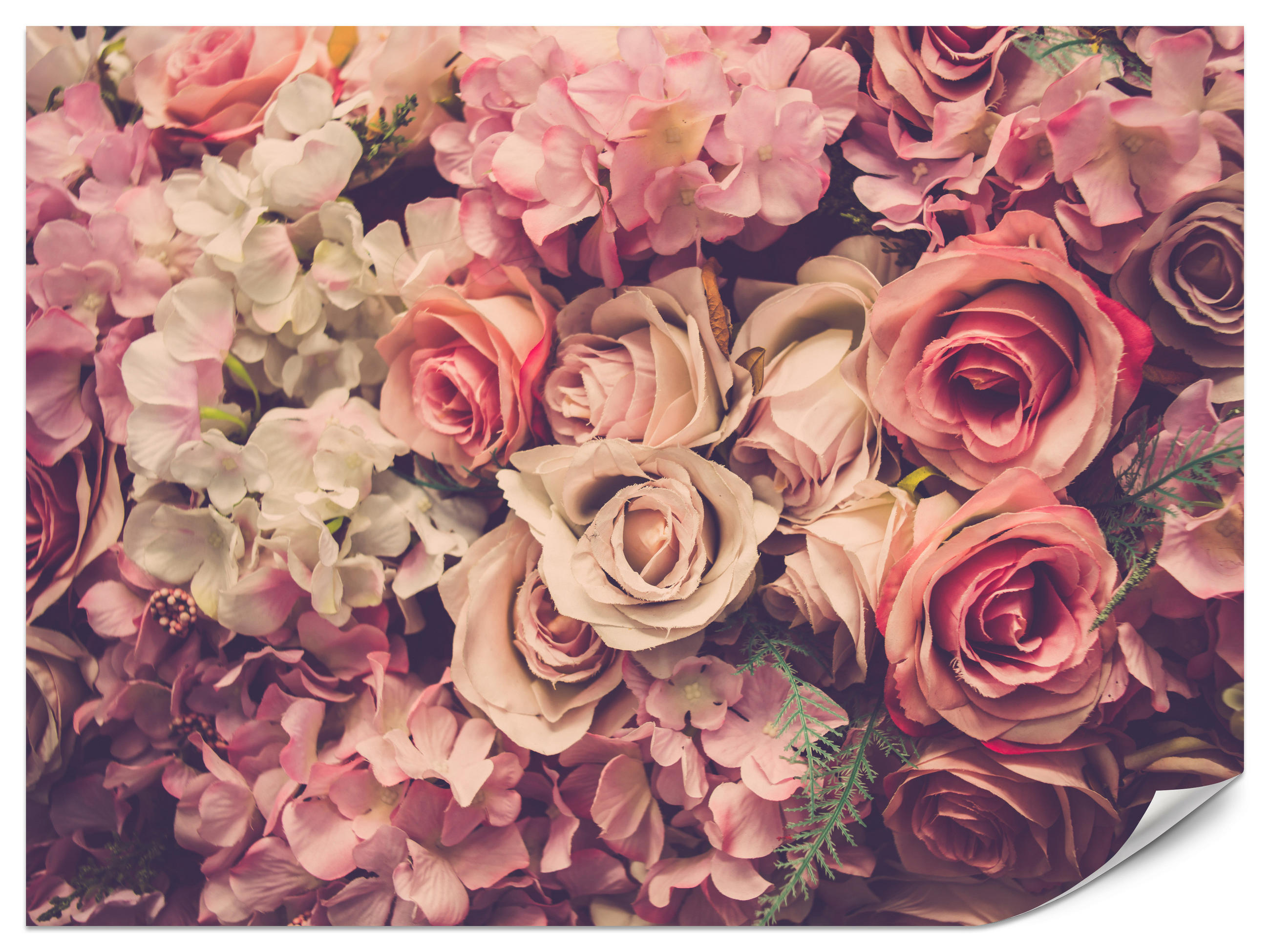 FOTOTAPETE für Schlafzimmer Pinke Rosen Boho Blumen 350x256 - Beige/Violett, Papier (350/256cm) - Muralo