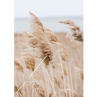 BILD 20x30 cm Gräser Beige Sand - Beige, Holzwerkstoff (20/30/2cm) - artissimo