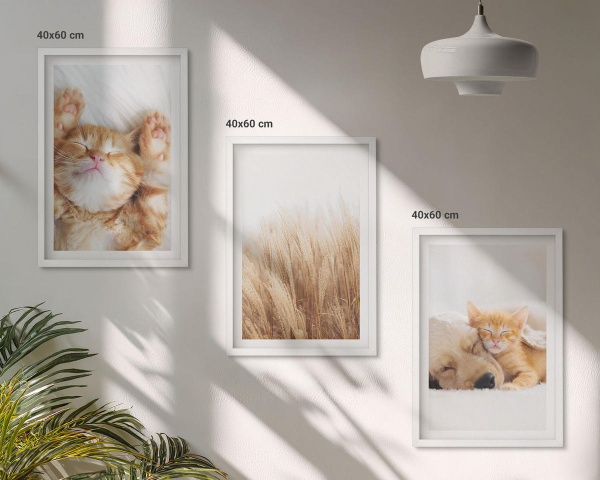 BILDER SET 3er Set - 40x60 cm Weißer Rahmen - Niedliche Tiere, Katzen, Hunde, Boho-Stil - Weiß, Kunststoff (40/60cm) - TULUP