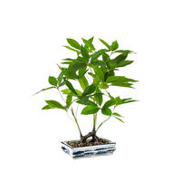 KUNSTBAUM Künstlicher Bonsai - Sally 62 cm - Grün, Kunststoff (62cm) - Emerald