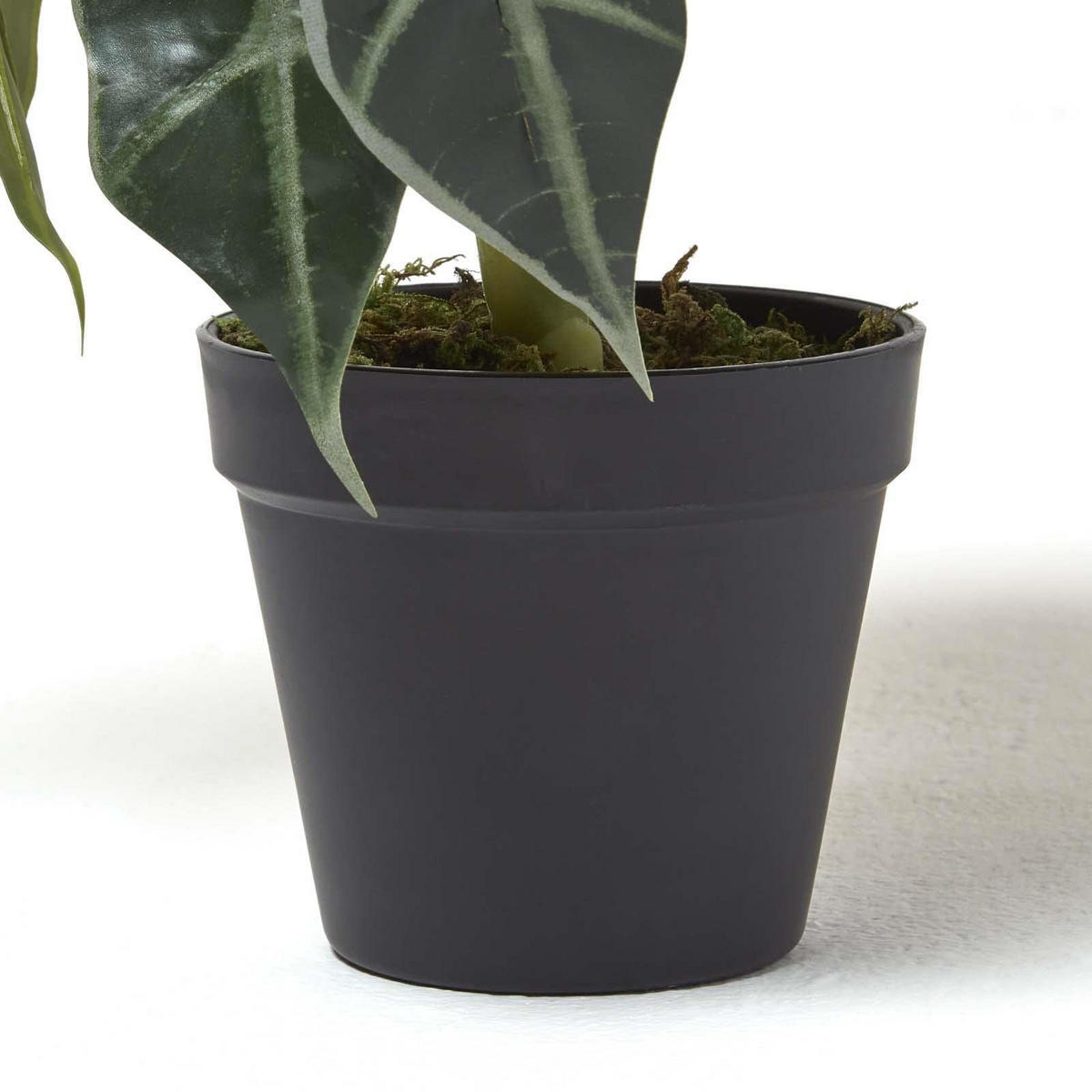 KUNSTPFLANZE Alocasia, 50 cm - Grün, Kunststoff (50cm) - Homescapes