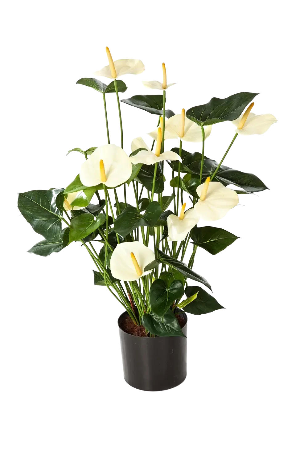 KUNSTPFLANZE Künstliche Flamingoblume - Zenta 78 cm - Creme, Kunststoff (78cm) - aplanta
