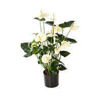 KUNSTPFLANZE Künstliche Flamingoblume - Zenta 78 cm - Creme, Kunststoff (78cm) - aplanta