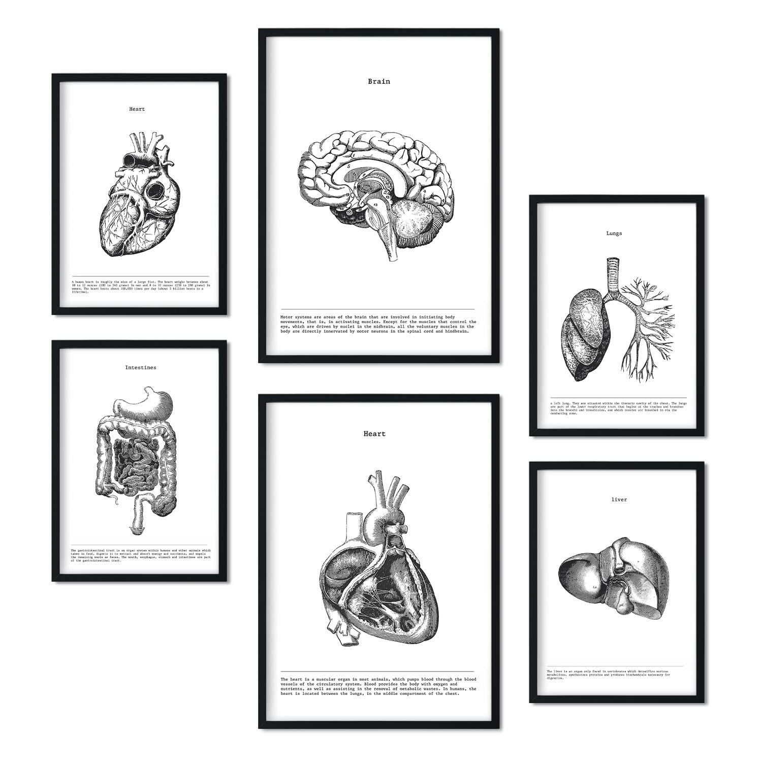 POSTER Set Mit 6 Der Inneren Organe Sammlung A3 & A4 Schwarzer Rahmen - Schwarz, Papier (29/3cm) - Nacnic