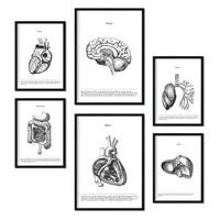 POSTER Set Mit 6 Der Inneren Organe Sammlung A3 & A4 Schwarzer Rahmen - Schwarz, Papier (29/3cm) - Nacnic