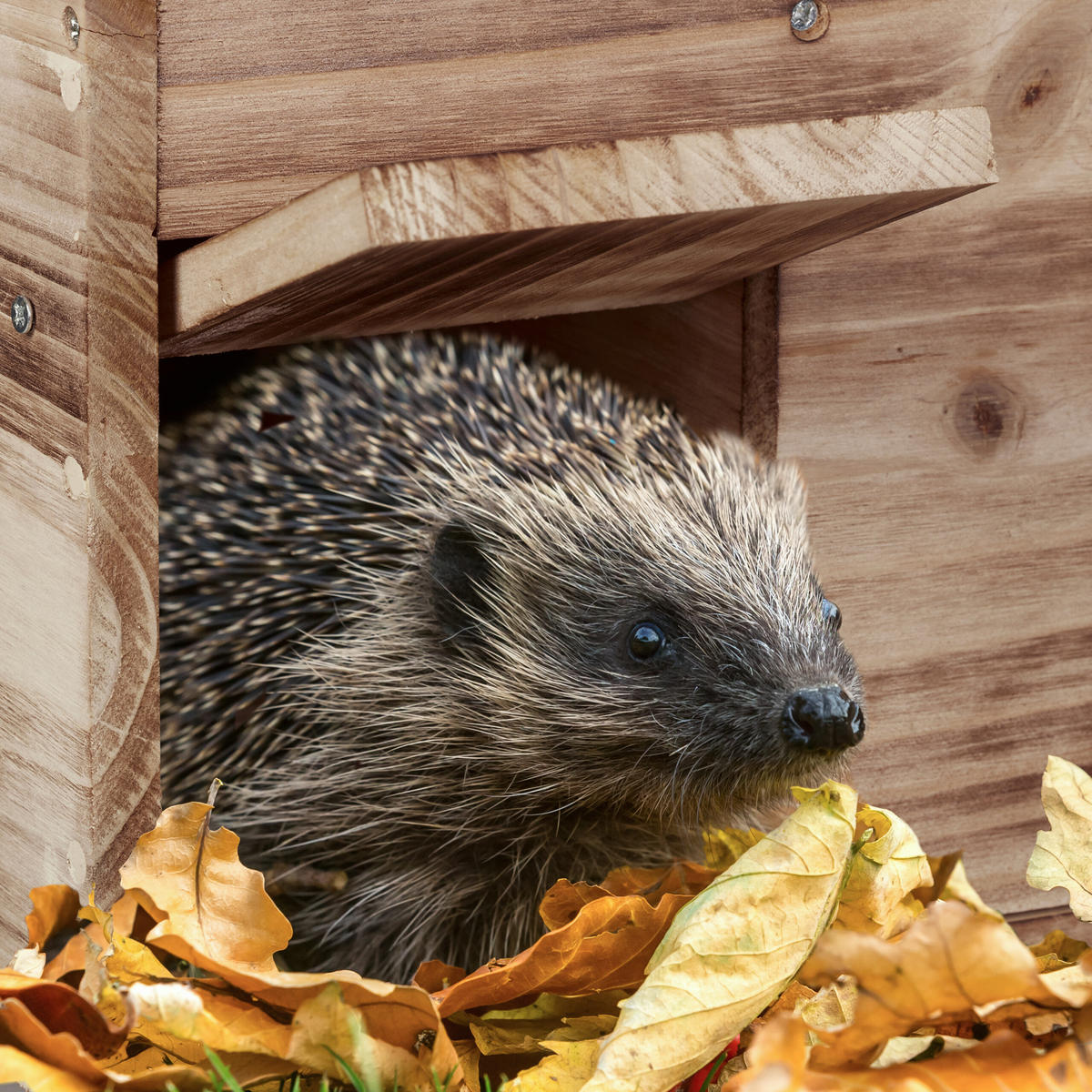 IGELHAUS - Dunkelbraun, Holz/Textil (46/21/34cm) - Relaxdays