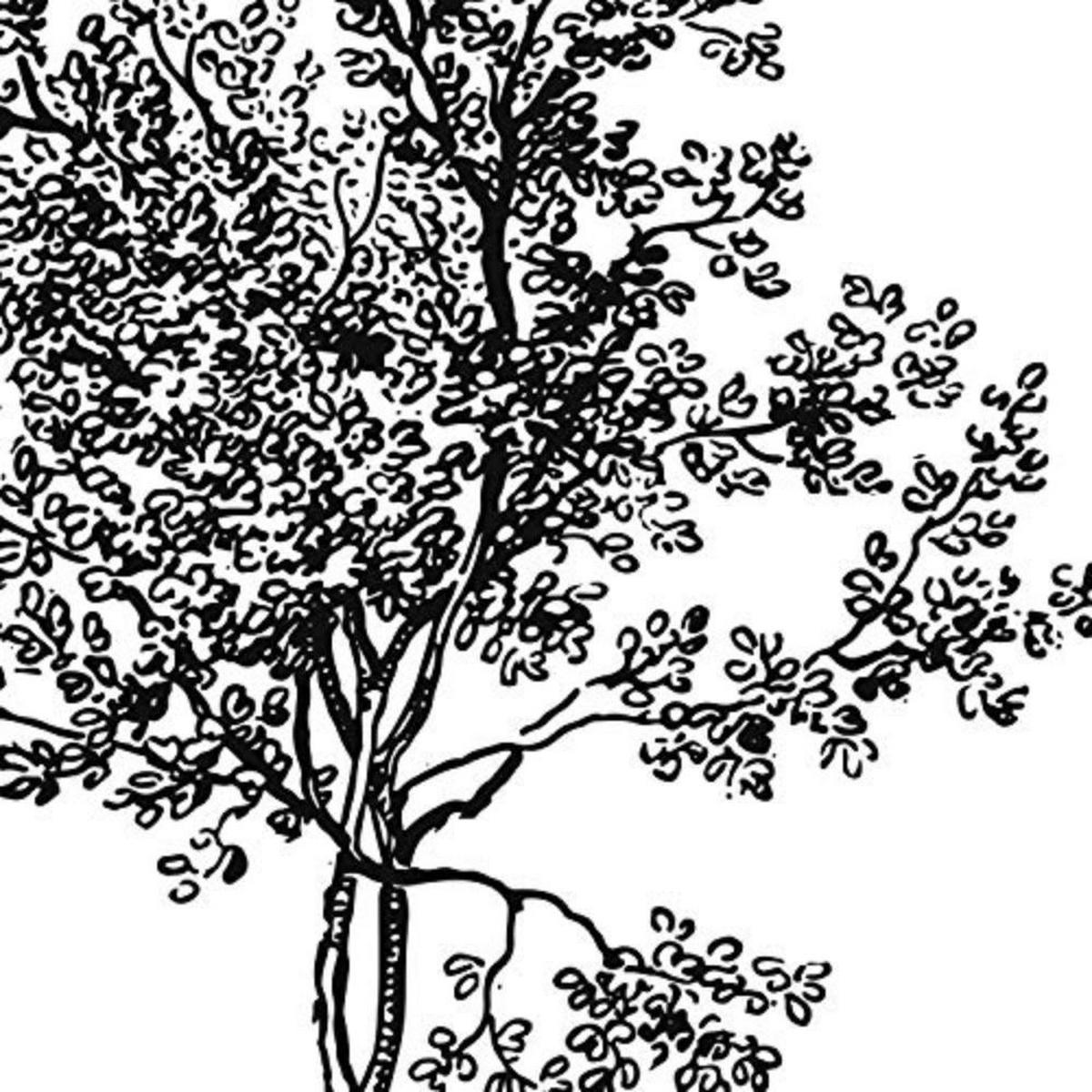 POSTER Set mit 4 Blättern der Grove weiß 20x20cm Schwarzer Rahmen - Schwarz, Papier (20/3cm) - Nacnic