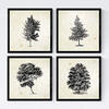 POSTER Set mit 4 Blättern der Bäume struktur 20x20cm Schwarzer Rahmen - Schwarz, Papier (20/3cm) - Nacnic
