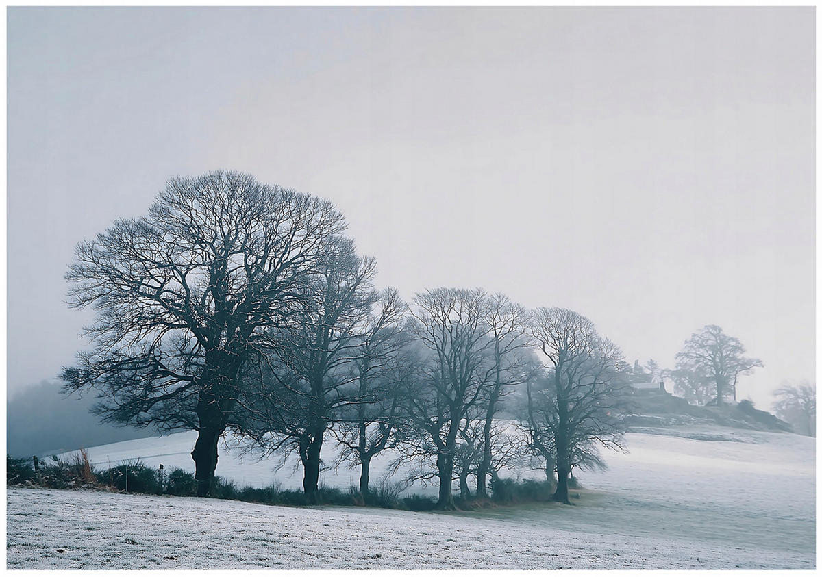 FOTOTAPETE Bäume Natur Blau 400x280 cm - Multicolor, Papier (400/280cm) - Wallarena